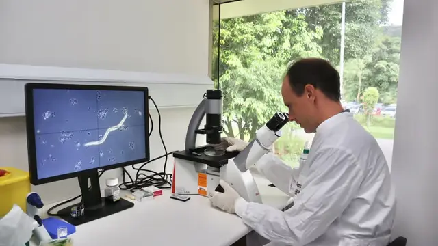 Cacing Tambang Bisa Cegah Diabetes