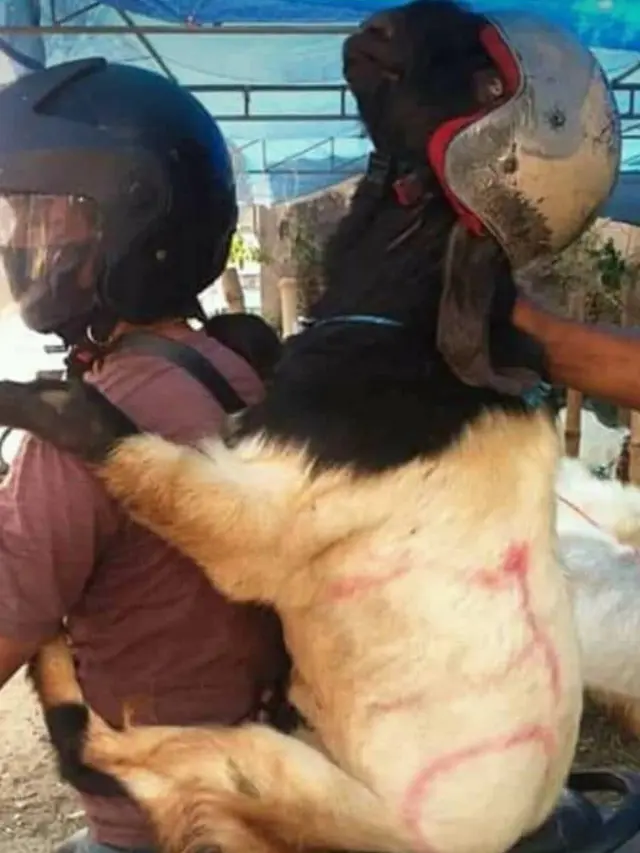 6 Potret Kocak Pengendara Motor Bawa Hewan Kurban Ini Bikin Geleng Kepala