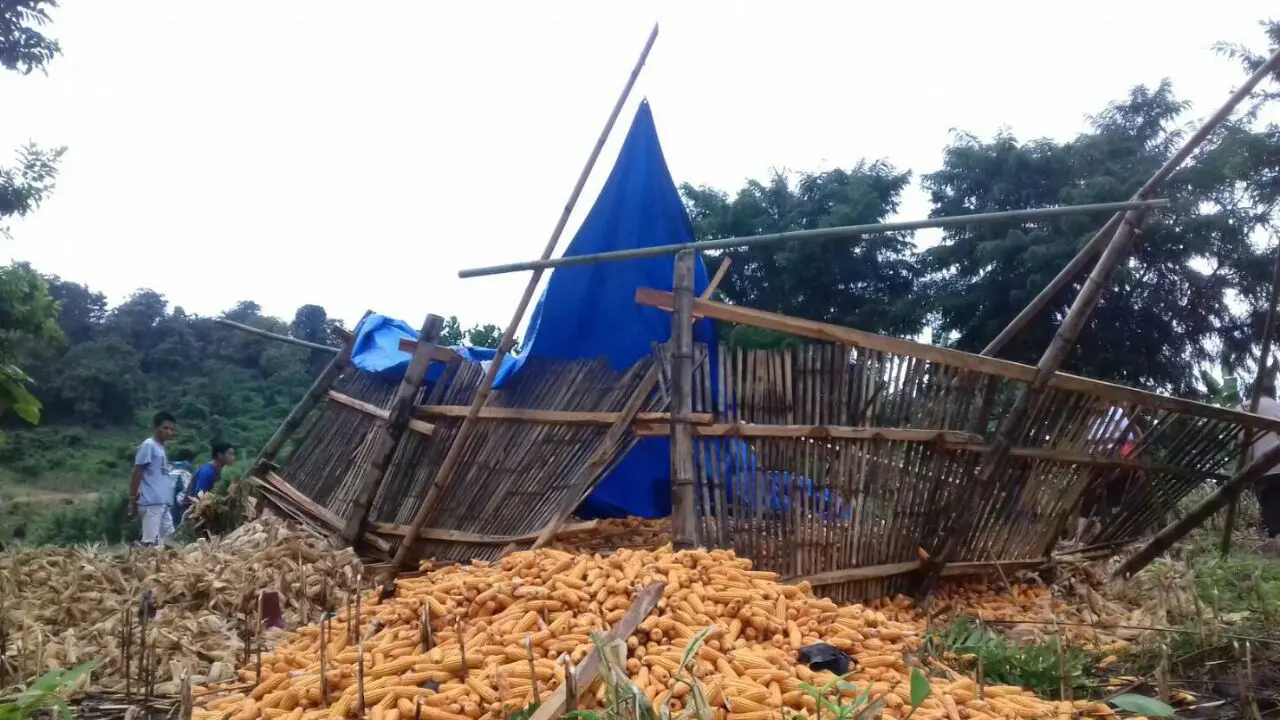 Waduh, 4 Warga Gowa Tewas Tertimpa Jagung
