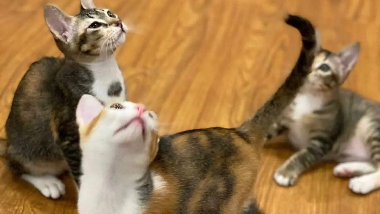 Prabowo mengunggah foto kucing di Hari Kucing Sedunia, bikin warganet gemas.