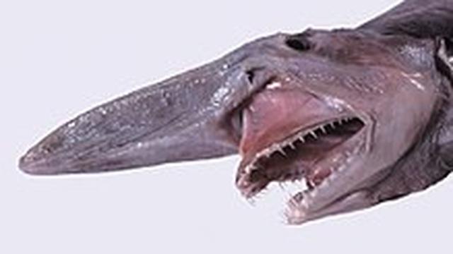 10 Hiu Laut Dalam yang Jarang Dilihat Manusia, Monster Mengerikan ...