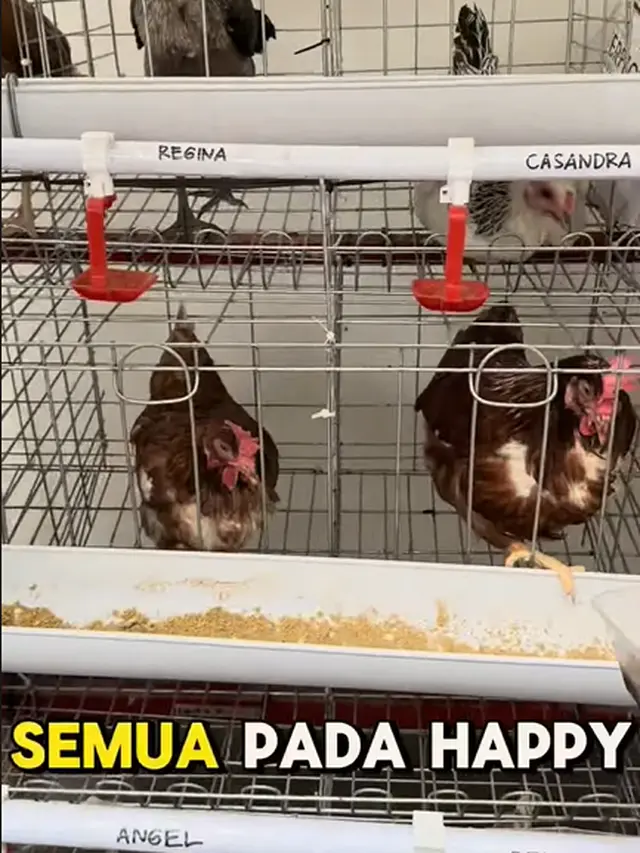 Kandang Ditempatkan di Area Terbuka Sekitar Rumahnya