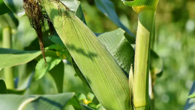 Tanaman Jagung
