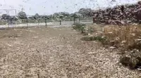Hama belalang yang menyerbu Rusia Selatan. (ABC News)