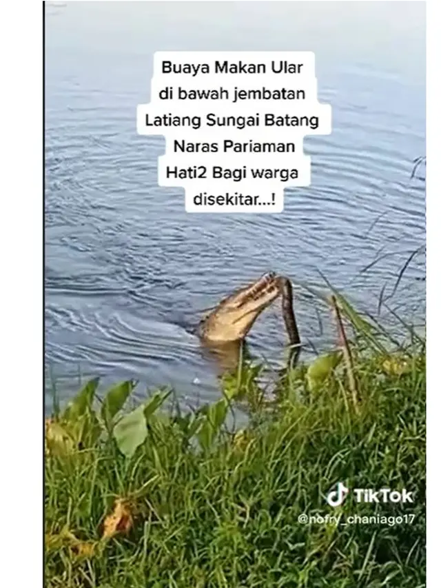 Momen Buaya Makan Ular Piton di Pinggir Sungai Ini Viral, Ramai Ditonton Warga