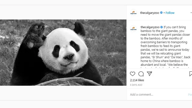Panda