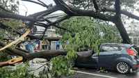 Pohon tumbang di Kota Tangerang