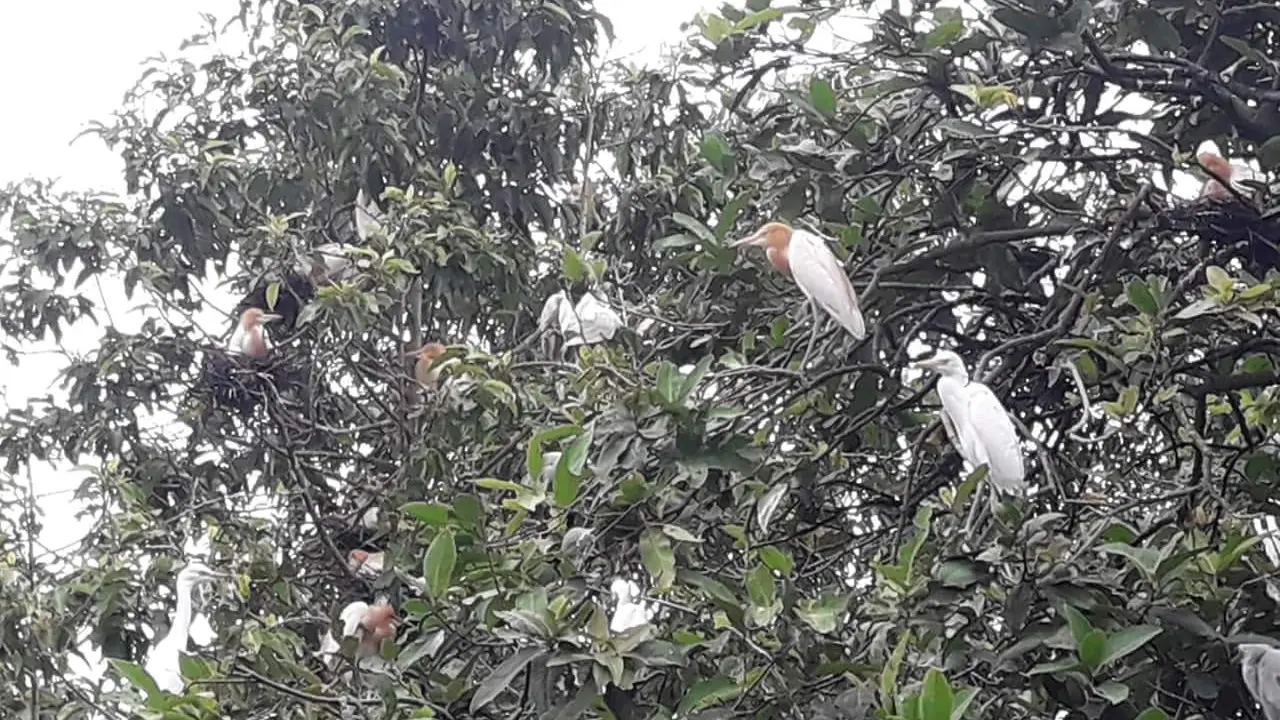 Burung Kokokan Bali