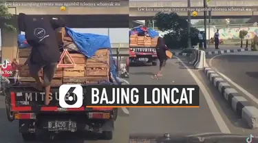 Terekam kamera pengendara mobil yang melintas, bajing loncat curi satu peti telur ayam di sebuah mobil box.