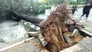 Pohon tumbang menutup jalan setelah hantaman topan Chaba di kota Changwon di Korsel, Rabu (5/10). Topan Chaba juga mengganggu produksi sejumlah pabrik karena ada aliran air ke dalam pabrik dan menyebabkan puluhan penerbangan dibatalkan. (YONHAP/AFP)