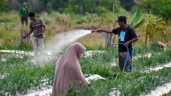 Harga Bawang Merah Mulai Turun, Tapi Tak Merata