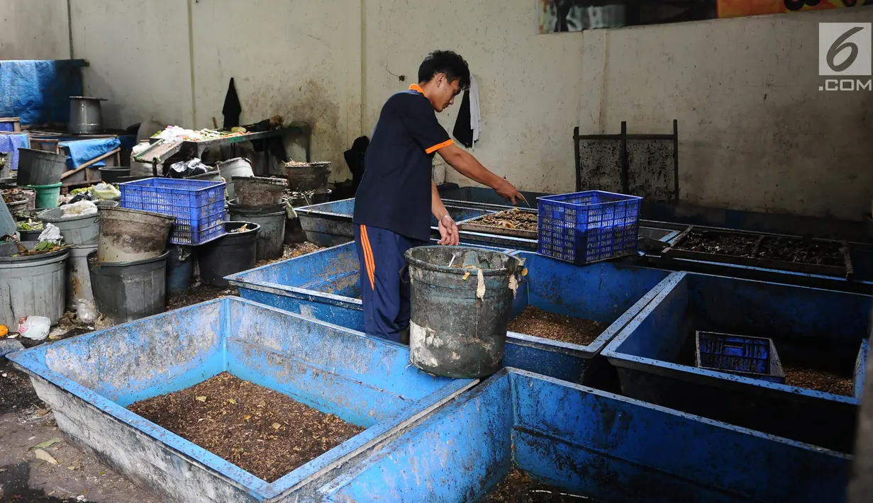 Petugas memberi makan ulat maggot di penangkaran Unit Pengolahan Sampah (UPS) 2 Sukmajaya Depok, Jawa Barat, Selasa (5/3). Pemkot Depok memakai ulat maggot untuk mengurangi sampah organik. (Liputan6.com/Herman Zakharia)