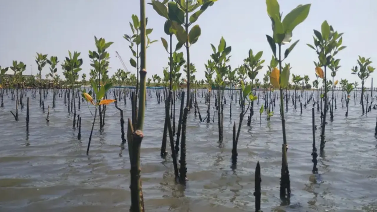 Ilustrasi penanaman hutan mangrove.
