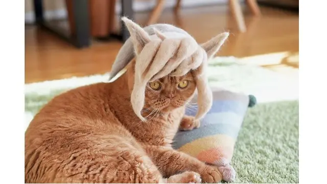 6 Potret Kucing Pakai Topi Bergaya Rambut Anime, Gokil Banget