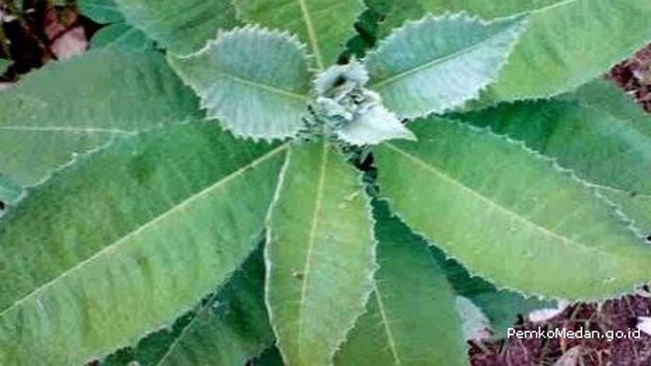 Manfaat Daun Sembung Bagi Kesehatan