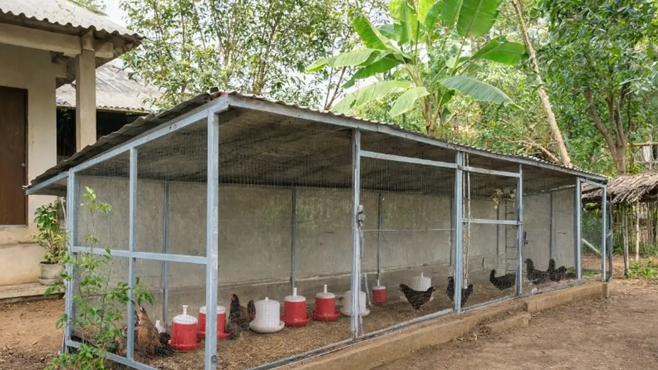 Desain Kandang Ayam Postal Baja Ringan