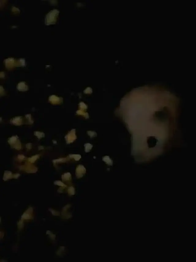 Digigit Hamster