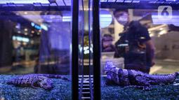 Pengunjung melihat koleksi reptil yang dipamerkan dalam Exotique Pet Expo di Senayan Park, Jakarta, Kamis (28/10/2021). Pameran bagi pecinta reptil ini digelar dari tanggal 27 hingga 31 oktober 2021 mendatang. (Liputan6.com/Johan Tallo)