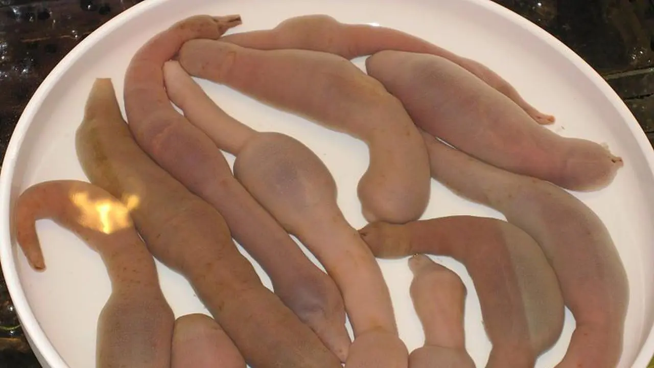 Ilustrasi ikan penis