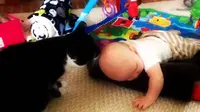 video ini membuktikan jika kucing senang menjilat kepala bayi (foto : istimewa)