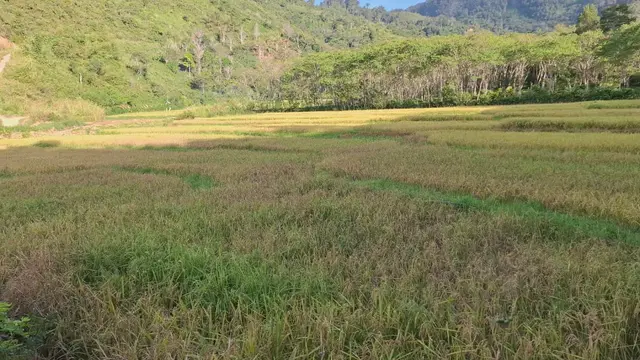 Area sawah yang sempat menjadi padang pasir saat banjir bandang menerjang Takengon. (Liputan6.com/Yacob Billiocta)