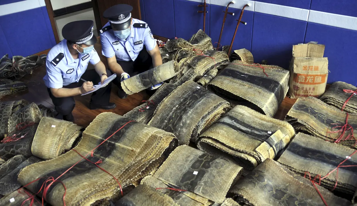Polisi ketika memeriksa kulit piton yang berhasil disita di Linyi, Provinsi Shandong, China, 17 Juli 2015. Petugas menangkap dua pria yang diduga komplotan perdagangan satwa liar ilegal dan menyita lebih dari 900 kulit piton. (REUTERS/Stringer CHINA OUT)