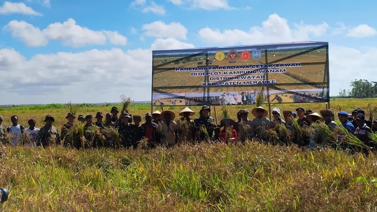 Panen perdana padi di Kampung Wanam, Papua Selatan
