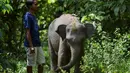 Seekor bayi gajah Sumatra berusia dua tahun berinteraksi dengan pawang dari Unit Respons Konservasi Trumon di Trumon, kabupaten Aceh Selatan (10/1). Gajah sumatera berpostur lebih kecil daripada subspesies gajah india. (AFP Photo/Chaideer Mahyuddin)