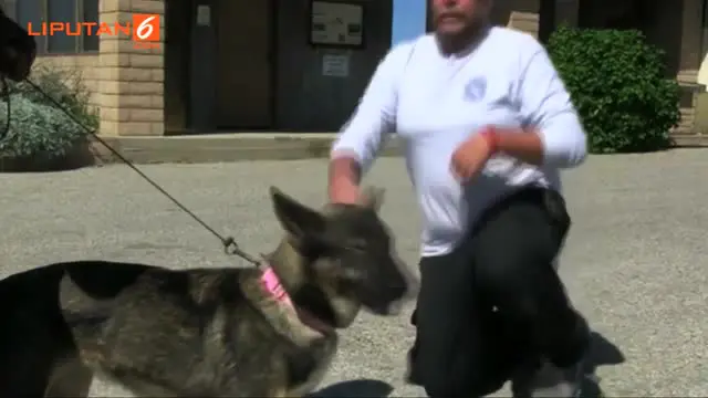 Tak diduga, seekor anjing yang sebelumnya telah hilang di lepas pantai selama 5 minggu, tiba-tiba ditemukan dalam keadaan hidup