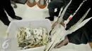 Petugas Kementerian Lingkungan Hidup dan Kehutanan (KLHK) menunjukkan tulang hewan langka saat menggelar barang bukti perdagangan satwa dilindungi di kantor KLHK, Jakarta, Jumat (15/1). (Liputan6.com/Johan Tallo)