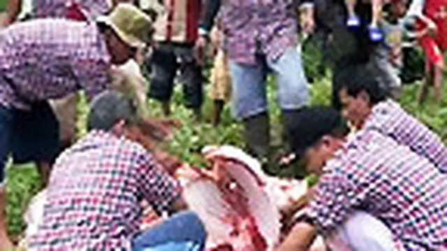 Pemotongan Hewan Kurban di Sejumlah Daerah