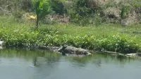 Seekor buaya mati telentang di pinggir anak sungai Batanghari sempat membuat heboh sebagian warga Jambi. (Foto: Istimewa/B Santoso)
