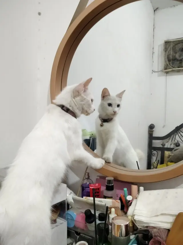 Kucing bercermin