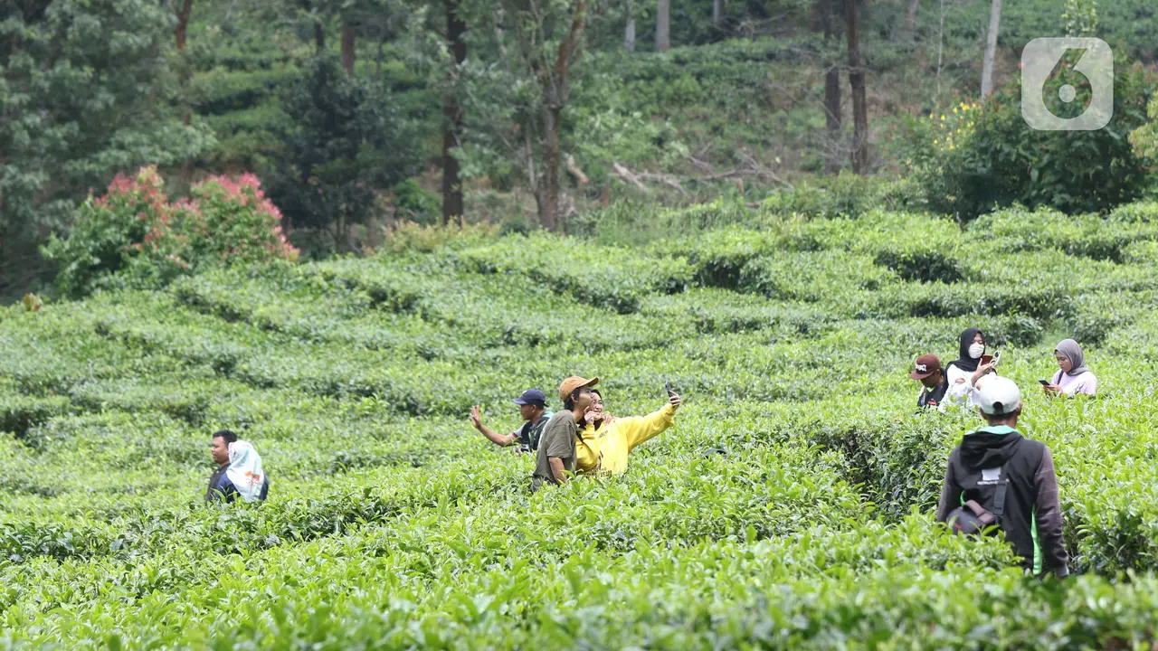 Libur Panjang Akhir Pekan, Warga Berwisata di Kawasan Kebun Teh Puncak
