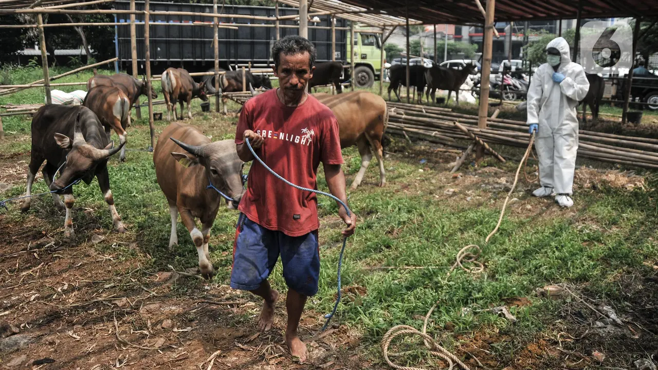 Pemeriksaan Kesehatan Hewan Kurban