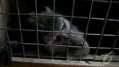  Puluhan monyet-monyet eks topeng monyet akan dilepaskan ke habitatnya, Jawa Barat, Rabu (24/9/2014) (Liputan6.com/Faizal Fanani) 
