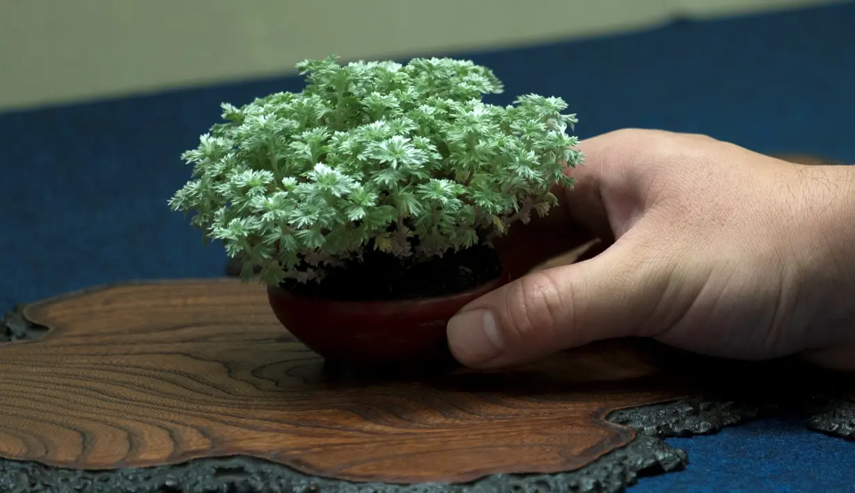 Salah satu bonsai yang dipamerkan saat Konvensi Bonsai Dunia ke-8 di Saitama, Tokyo, Jepang, Sabtu (29/4). Penggemar Bonsai dari seluruh dunia menghadiri acara tersebut untuk belajar lebih banyak tentang bonsai. (AFP PHOTO / Kazuhiro NOGI)