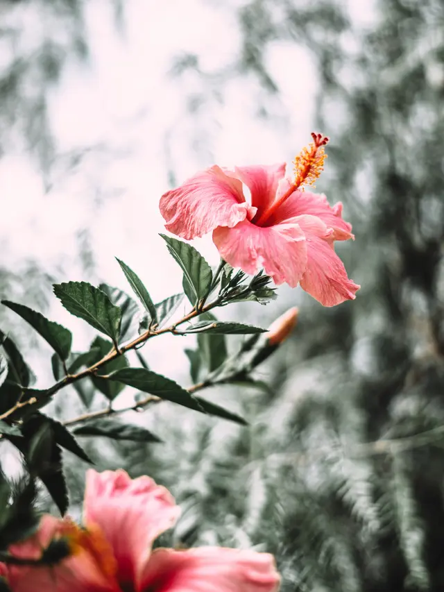 ilustrasi bunga hias untuk mempercantik ruangan/Adrianna Calvo/pexels