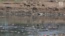 Kawanan dombak mencari makan di dekat Kanal Banjir Barat, Jakarta, Selasa (16/7/2019). Kemarau sejak dua bulan terakhir ini menyebabkan sampah-sampah yang mengendap di dasar sungai muncul ke permukaan sehingga menimbulkan bau tak sedap. (merdeka.com/Iqbal S Nugroho)