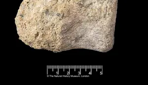 40 Tahun Hilang, Fosil Dinosaurus Langka Ditemukan di Dalam Laci