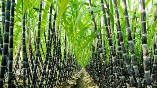 Petrokimia Gresik Bidik Realisasi Program Makmur di Lahan 190 Ribu Ha