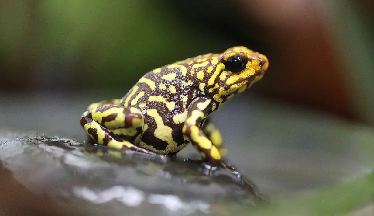 Oophaga histrionica kepala merah kecil terlihat di pusat penangkaran katak Tesoros de Colombia di Cundinamarca, Kolombia, Selasa (23/4/2019). Setelah dikembangbiakkan di penangkaran katak ini tidak lagi beracun karena diberi makan yang berbeda dengan spesimen liar. (AP Photo/Fernando Vergara)