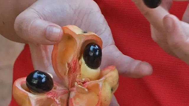 Buah Ackee