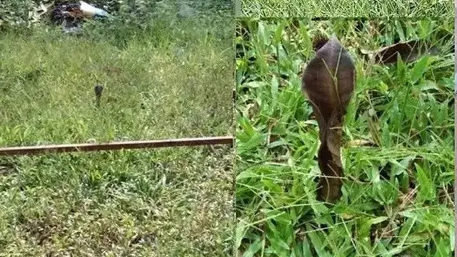 6 Momen Hampir Terkecoh Dikira Ular Ini Bikin Was-Was, Perlu Lihat Dua Kali