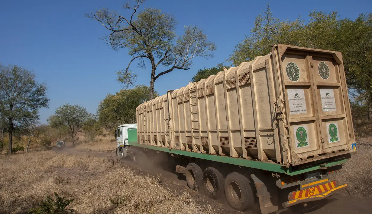Petugas Taman Afrika membawa sejumlah gajah yang akan dipindahkan dengan truk di  Majete Game Reserve, Malawi selatan (14/7). (AFP Photo/Amos Gumulira)