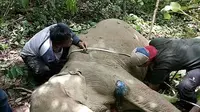 Seekor bayi gajah ditemukan dengan kondisi terluka akibat jeratan (Liputan6.com/Rino Abonita)