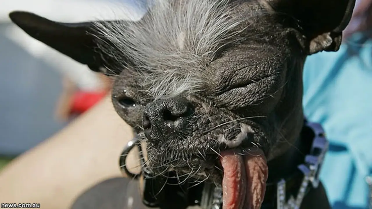 anjing-jelek-131201a.jpg