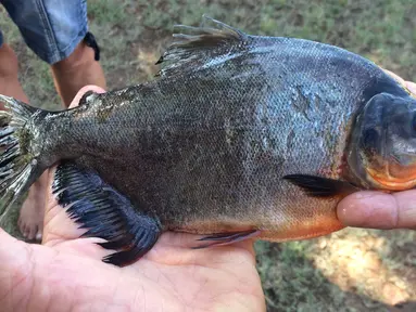 Seorang remaja, Kennedy Smith memperlihatkan ikan dengan gigi mirip gigi manusia yang ditangkapnya di kawasan Danau Fort Cobb, Oklahoma, 22 Juli 2018. (Tyler Howser/Oklahoma Department of Wildlife Services via AP)