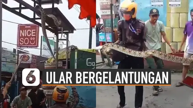 Beredar video seekor ular sanca bergelantungan di atas gapura.