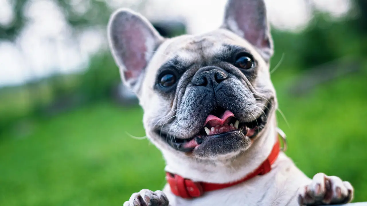 French Bulldog